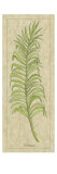 Palmae Leaf