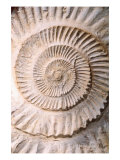 Ammonite II