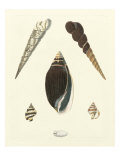 Knorr Shells VI