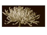 Mammoth Mums I
