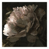Moonlit Peony II
