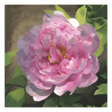 Peony in Pink I