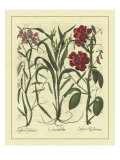 Besler Floral III
