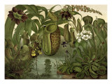 Venus Fly Trap