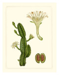 Exotic Flora V