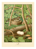 Whippoorwill