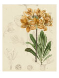 Floral Pairings III