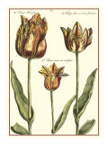 Tulipa I