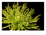 Fuji Mum I
