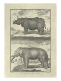 Elephant and Rhino