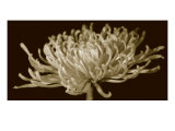 Mammoth Mums II