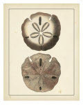 Antique Shells V