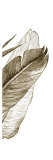 Bird of Paradise Triptych III