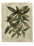 Deshayes Tree III