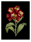 Crimson Flowers on Black III