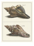 Seashell Menagerie II