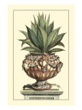 Antique Munting Aloe IV