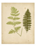 Cottage Ferns III