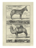 Zebra and Camel