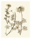 Sepia Nature Study IV