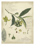 Descube Botanical II