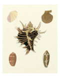 Knorr Shells II