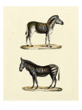 Animal Studies I