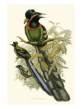 Gould Bird of Paradise II
