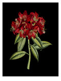 Crimson Flowers on Black II