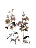 Watermark Wildflowers III