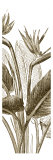 Bird of Paradise Triptych II