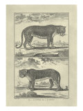 Panther and Leopard