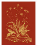 Paprika Bouquet III