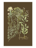 Organic Greenery III
