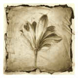 Floral Impression VII