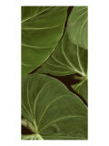 Patterned Nature III