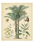 Fruitful Palm I