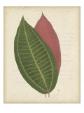 Textured Leaf Study I