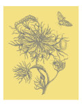 Nature's Optimism II