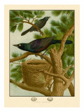 Purple Grackle