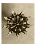 Sepia Botany Study IV