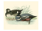 Morris Ducks IV