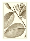 Cropped Sepia Botanical II