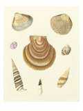 Knorr Shells V