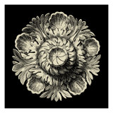 Black and Tan Rosette III