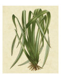 New Zealand Flax