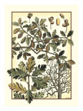 Arts and Crafts Oak