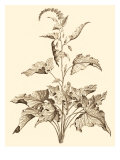 Sepia Munting Foliage II
