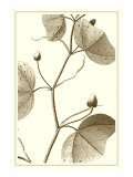 Cropped Sepia Botanical IV