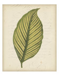 Textured Leaf Study IV